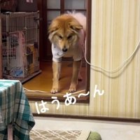 か細い声をあげる犬
