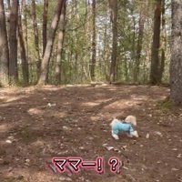 焦りが伝わってきます