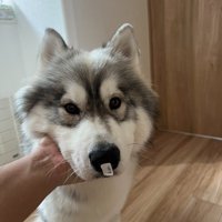 しらす君のお鼻に何かが…