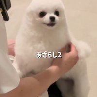再びアザラシ化♡