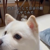ベラちゃんが自分の姿を見た時の反応5