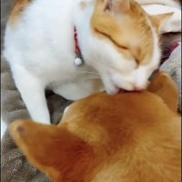 犬を毛づくろいする猫