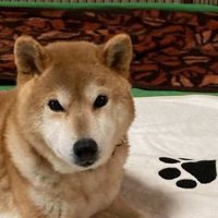 現在のくん