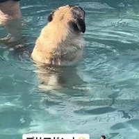 プールに来たぽんずちゃん9