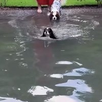 入水する犬2