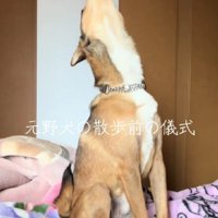立派な遠吠え
