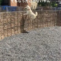 親戚のおじさんを見送るおもちちゃん9