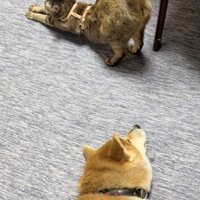 「おわり…？」