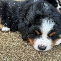 子犬時代の寝姿は…