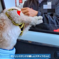 スタッフさんに撫でてもらう犬