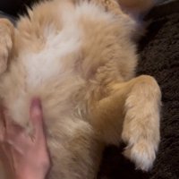 お腹をナデナデ