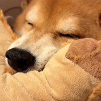 目をつぶっている長三郎くん