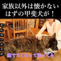 女性に寄って行って撫でられる犬