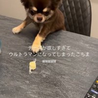 チーズを取りたいココちゃん3