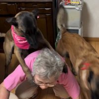 背中を強奪する大型犬