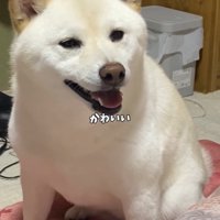 笑顔で見つめる犬