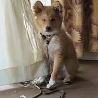 カーテンがボロボロに！
