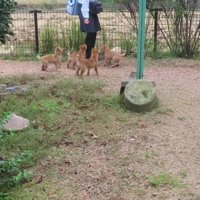 ヤクルトレディになりたい…！