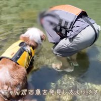 川の中をのぞき込むオーストラリアンシェパードと男の子