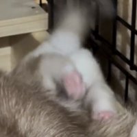 ピンク色の肉球を見せる子犬