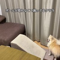 ボールを取ってもらいたいクララちゃん