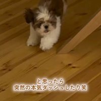 男の子を追いかけて走り出す子犬