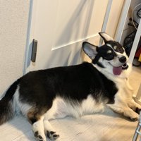 ニコニコ