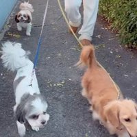 散歩中の3匹の犬