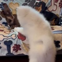 ちょっかいを出すごえもん君