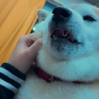 ぷしゅぷしゅと鼻を鳴らして…