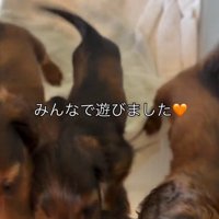 みんなで遊ぶ子犬たち