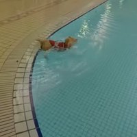 プールに落ちてしまいました！