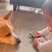 赤ちゃんを見つめる犬