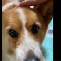 飼い主