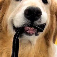リードを噛む犬の口元