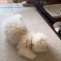 「ヨシ」の合図が出ると大喜び♪