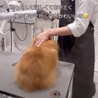 施術台の上に乗る犬