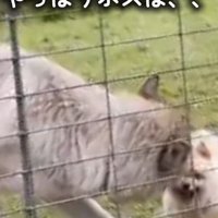 ウルフドッグに吠え続けるポメラニアン