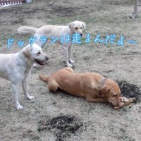 ドッグランで遊ぶ犬たち
