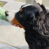 アゴする超大型犬