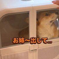 ドライヤーハウスの中から外を見つめる犬