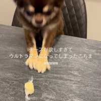 チーズを取りたいココちゃん7