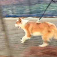 全力で走ることも！