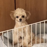 座りながら飼い主の方を見つめる犬