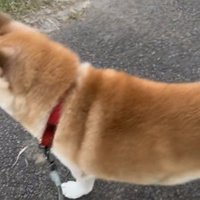 横を向く犬