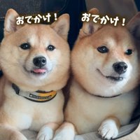 目を輝かせる柴犬