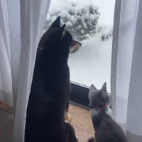 普段はとっても仲良し