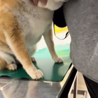 あーちゃんの顔を隠す飼い主さん