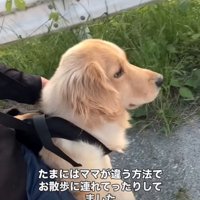 外の景色を眺める大型犬