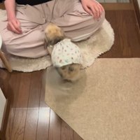 こはくちゃんとお姉ちゃんの再会9